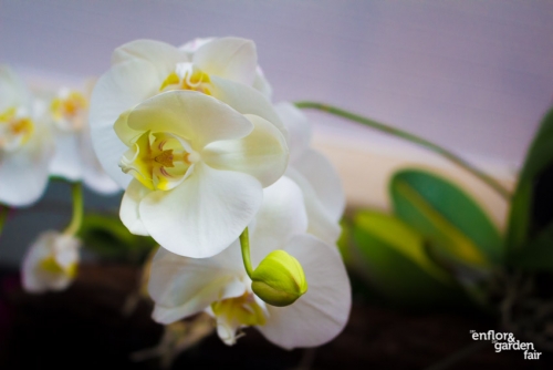 Enflor 2019-3003