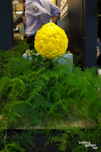 Enflor 2019-3161