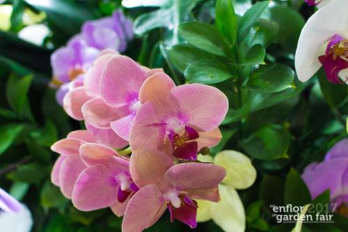 enflor-6040