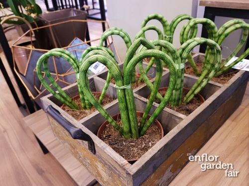 enflor 2018-103310
