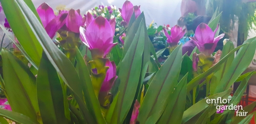 enflor 2018-140246