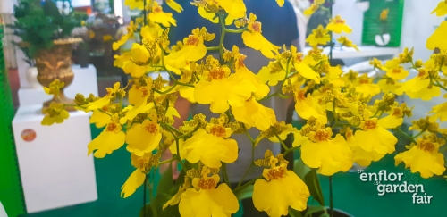 enflor 2018-140325