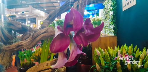 enflor 2018-140355