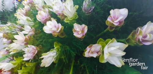 enflor 2018-140539