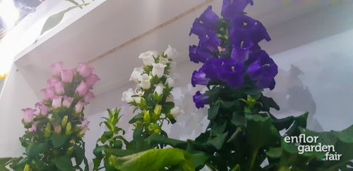 enflor 2018-140545