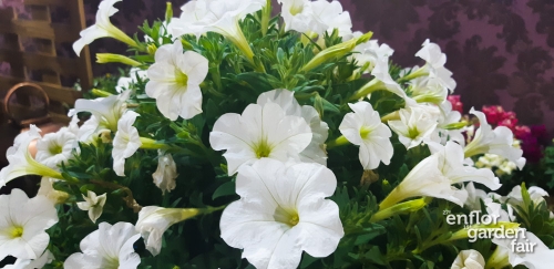 enflor 2018-140722