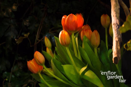 enflor 2018-2205