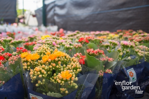 enflor 2018-2411